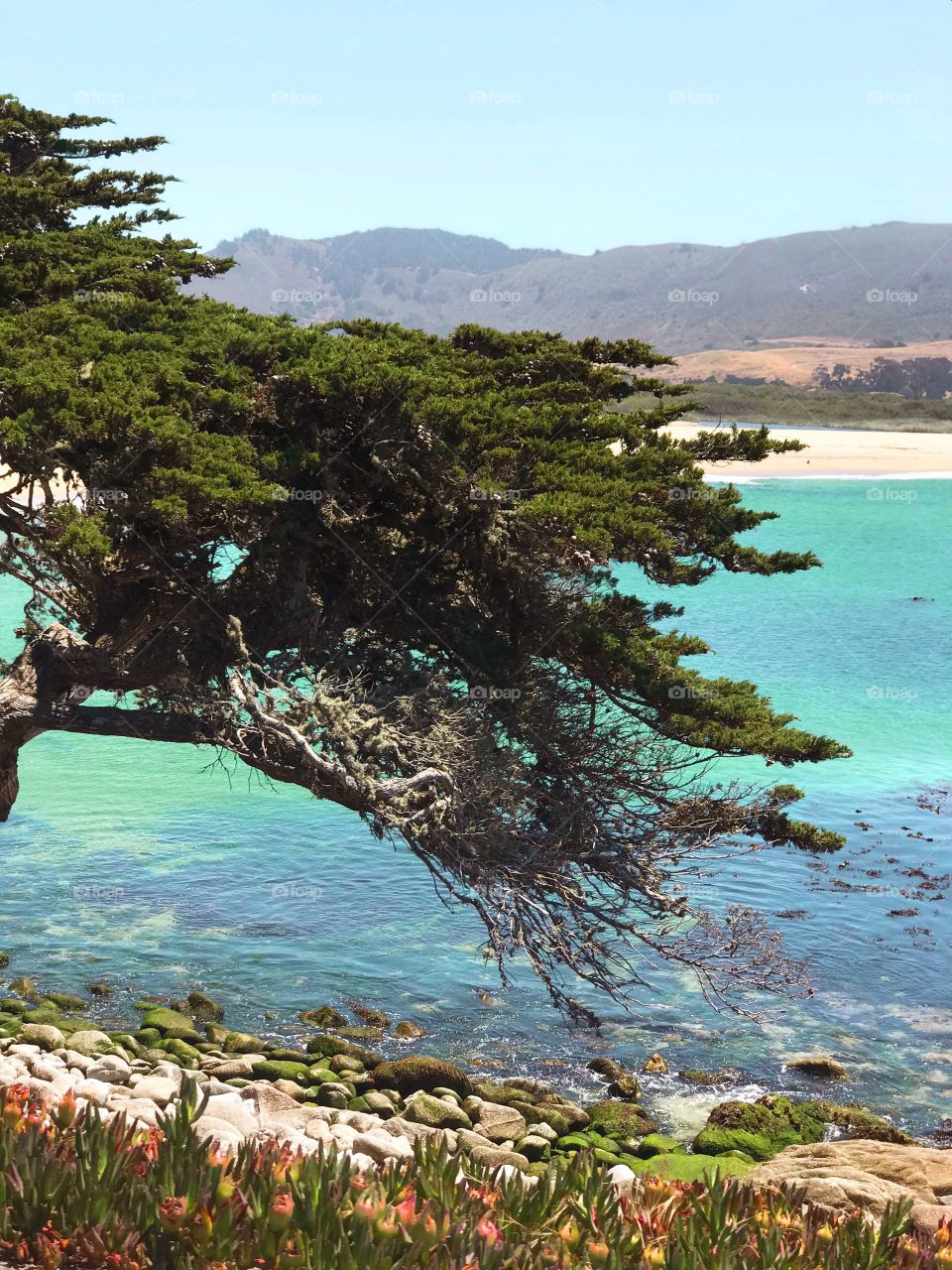 Cypress Tree by the ocean at Carmel by the sea, California