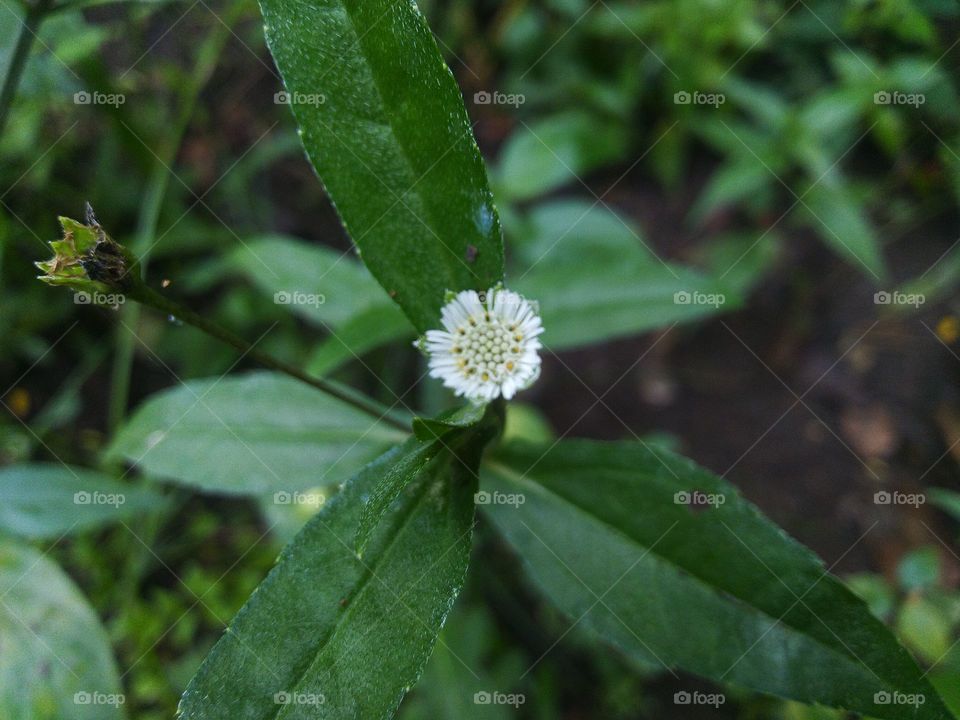 Flowers or Urang-aring plants are mostly found wild as weeds.