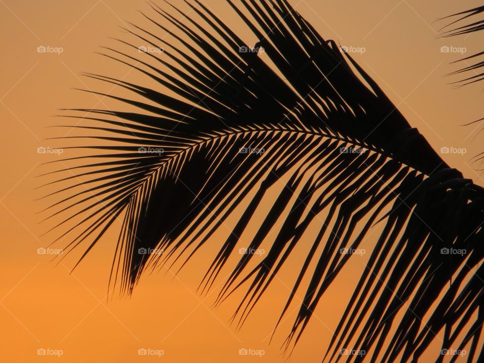 Palm tree at sunset