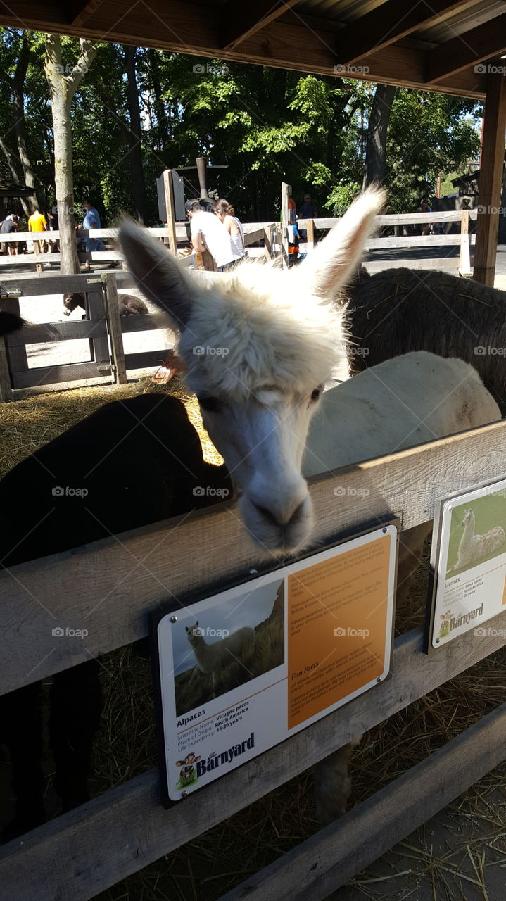 friendly alpaca checking us out