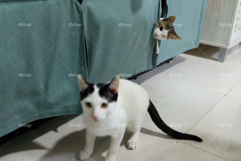Hide and Seek,  Tuti and Leo part 1