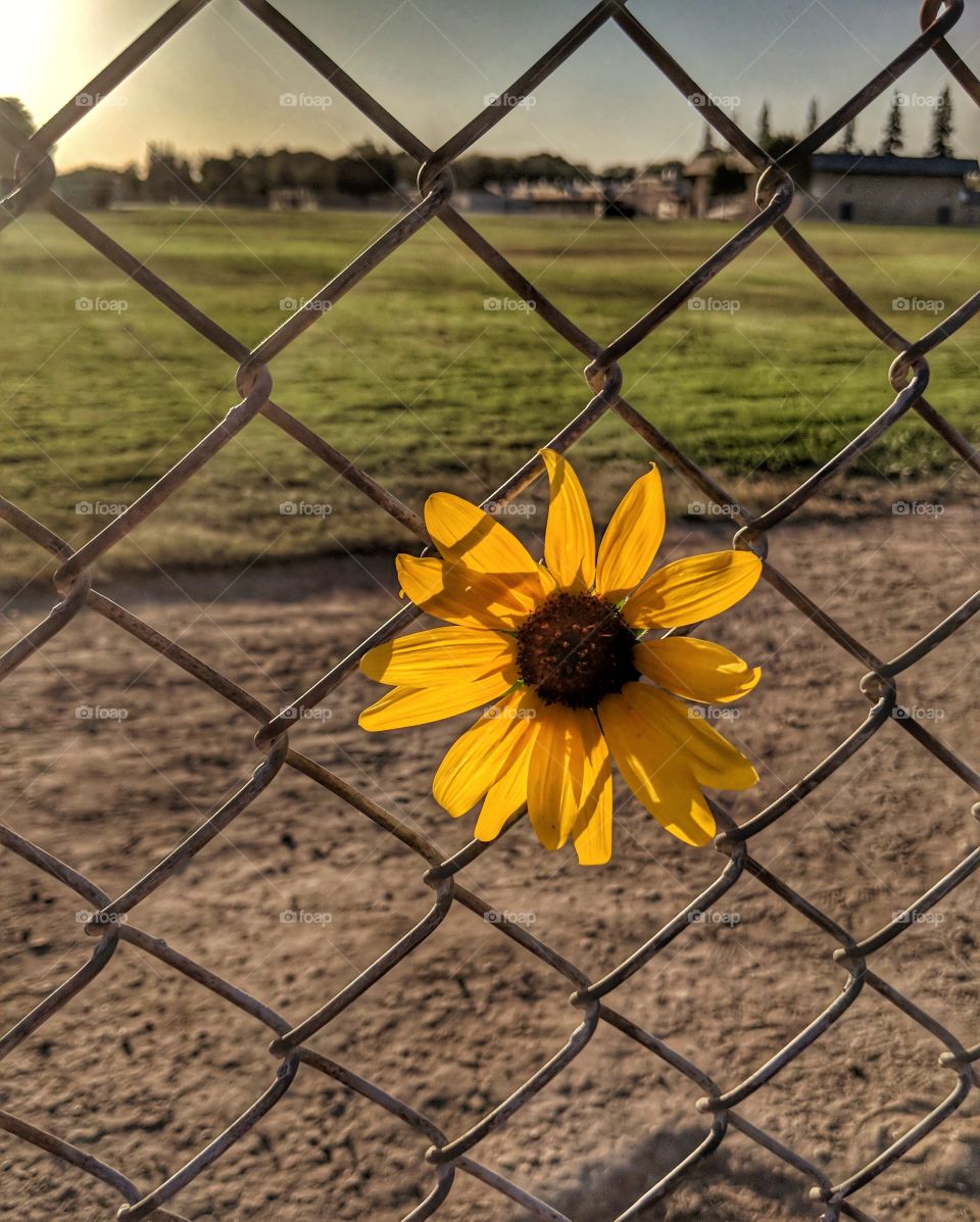 Yellow Daisy on Wire Fence
