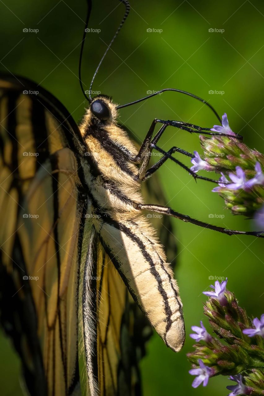 Profile of a Eastern tiger swallowtail (Papilio glaucus), North Carolina’s state butterfly. 