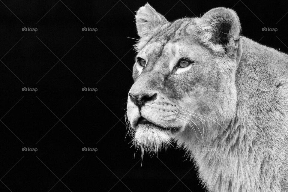 Portrait of a beautiful lion shot in black and white 