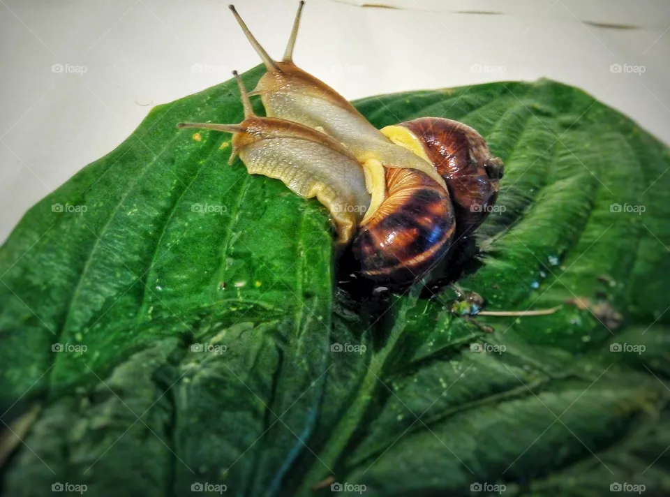 Улитки Snails