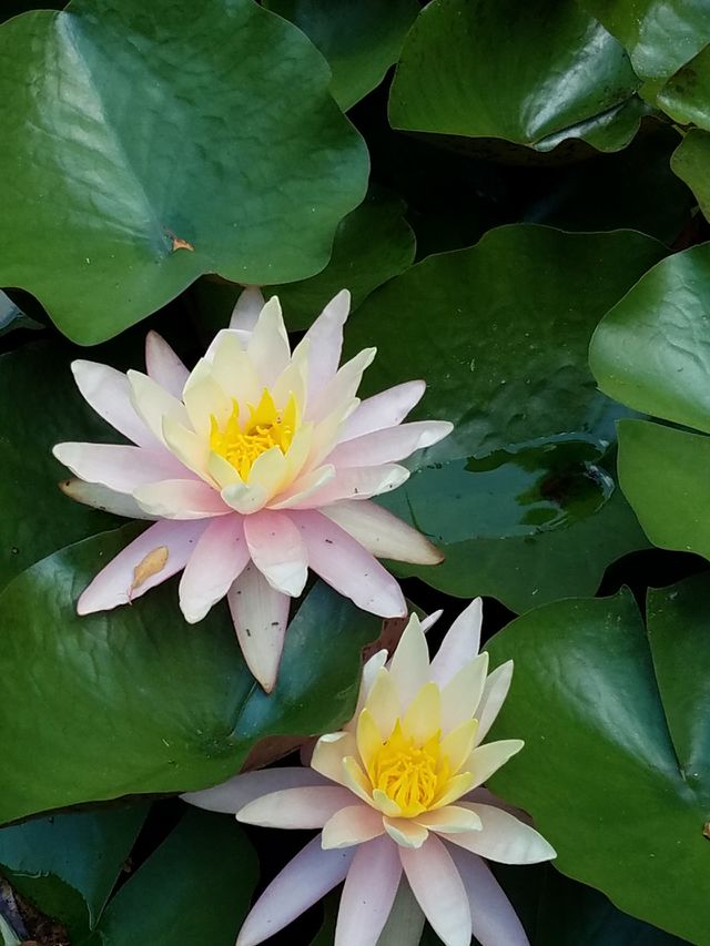 Water Lily