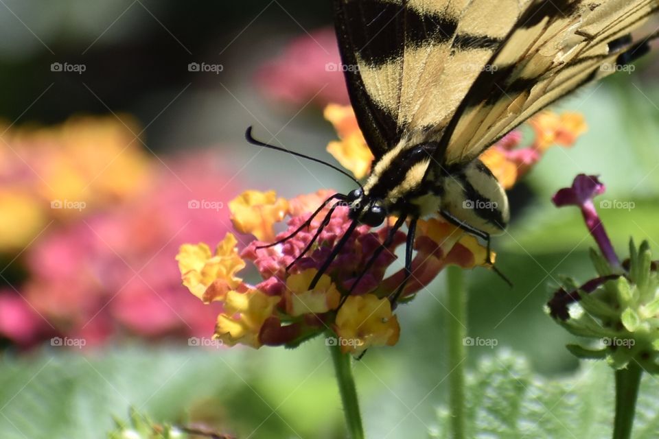 Butterfly On Colorful Flowers