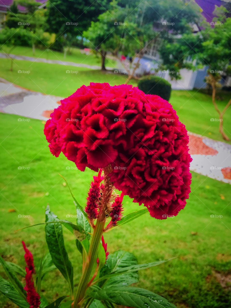 cockscomb flower 