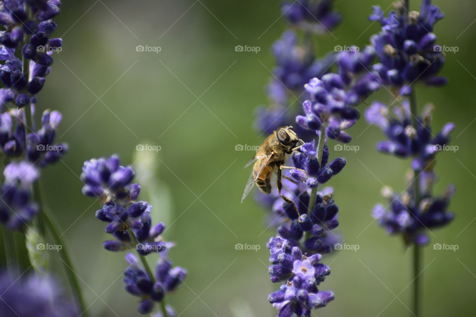 Bee on lavender. Closeup