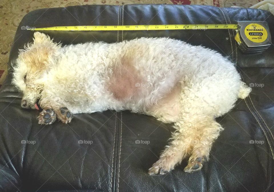 Measuring length of sleeping Poodle dog with Stanley Tape.