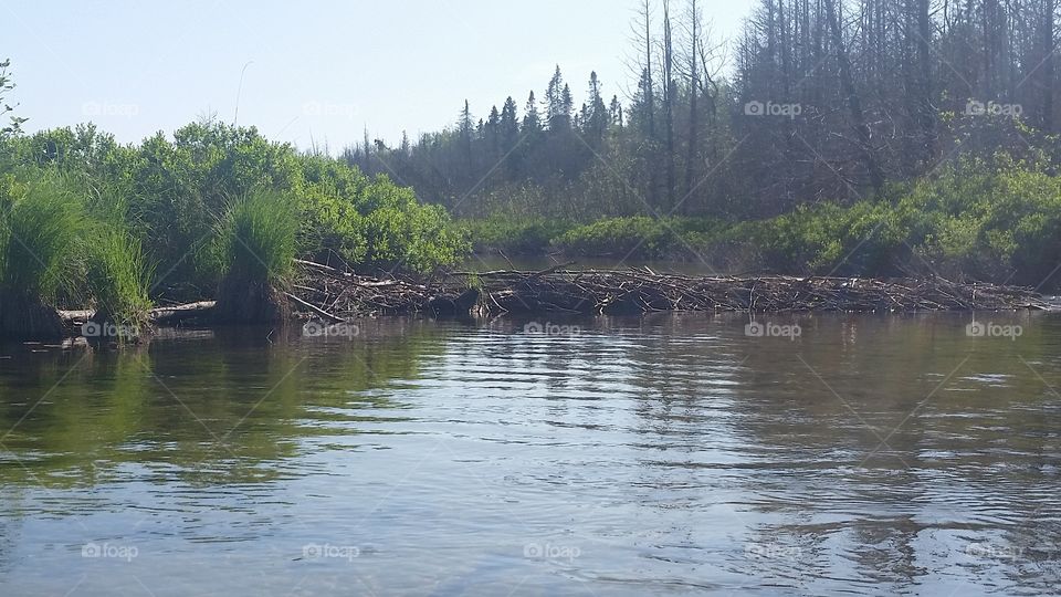 Cut River Beaver Dam
