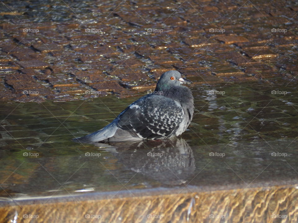 pigeon bathing in Southampton