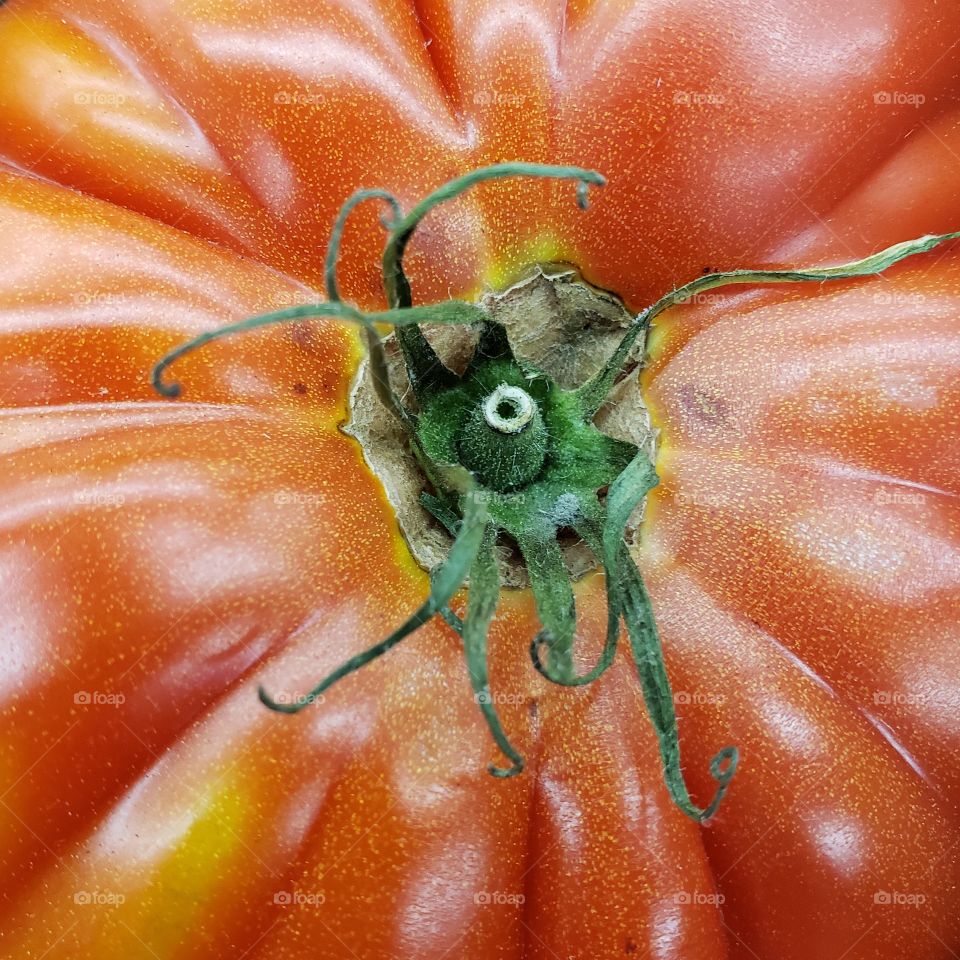 Detailed green stems on large heirloom tomatoes 