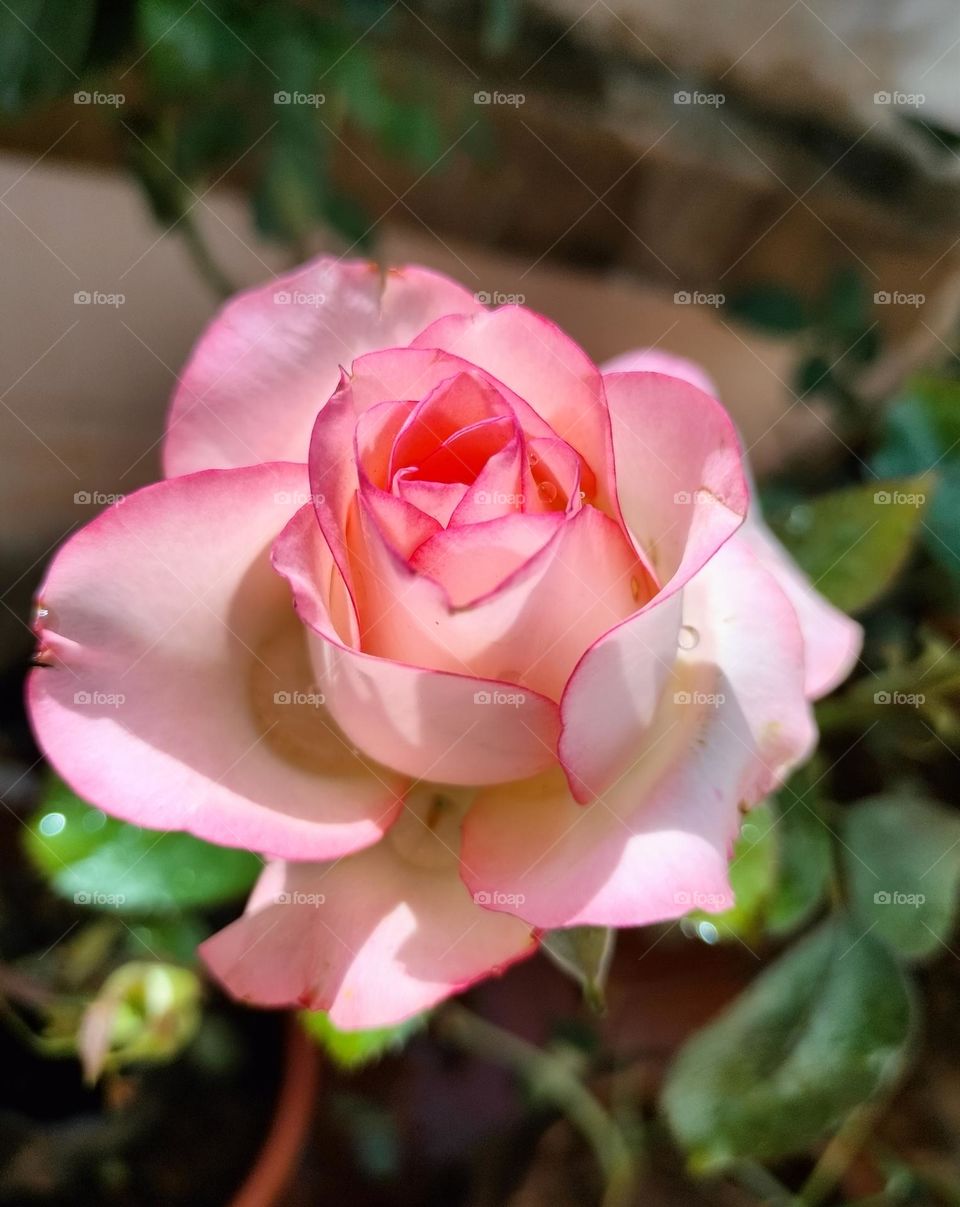pink rose