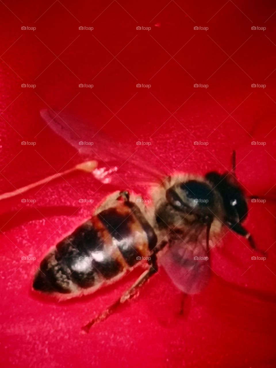 Bee and red
