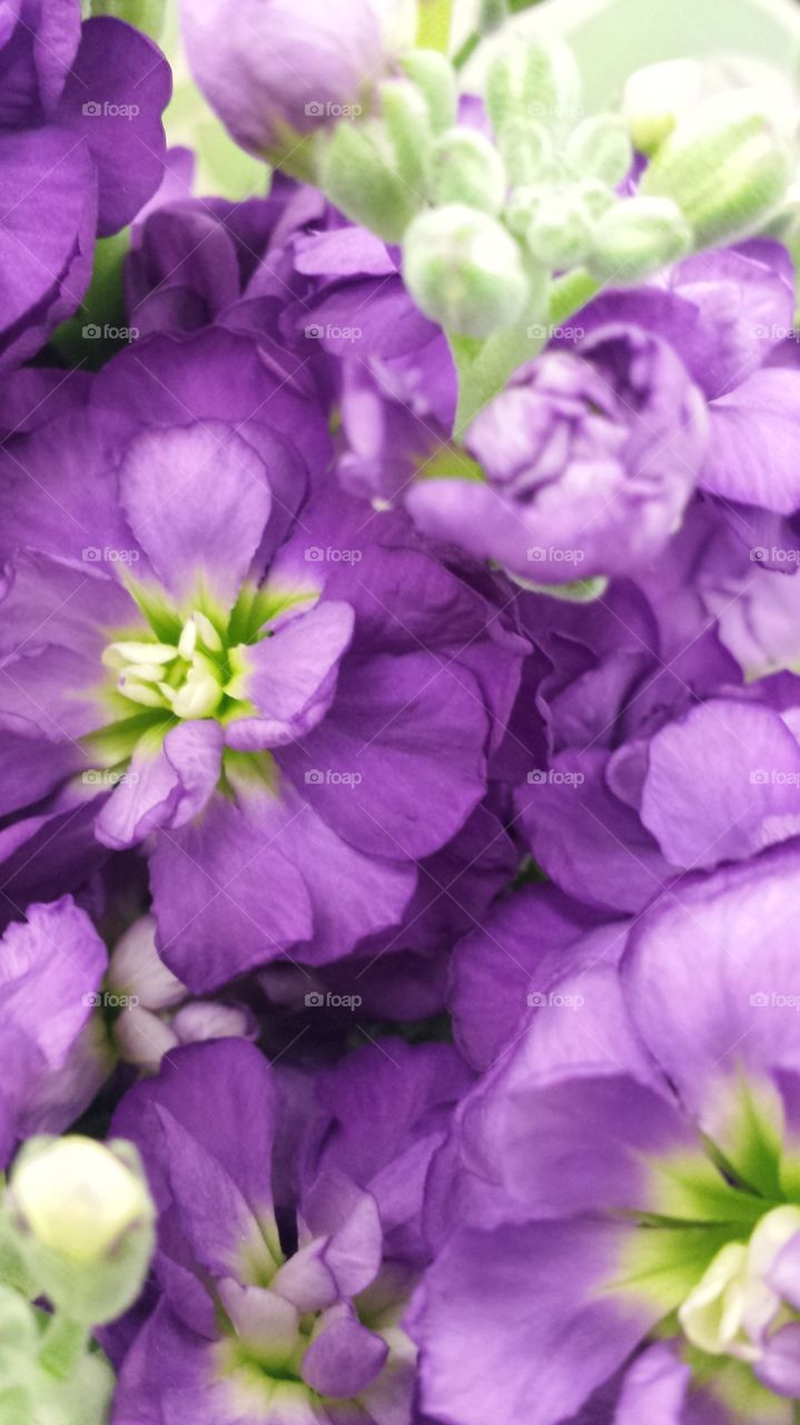 Purple & Green Flowers