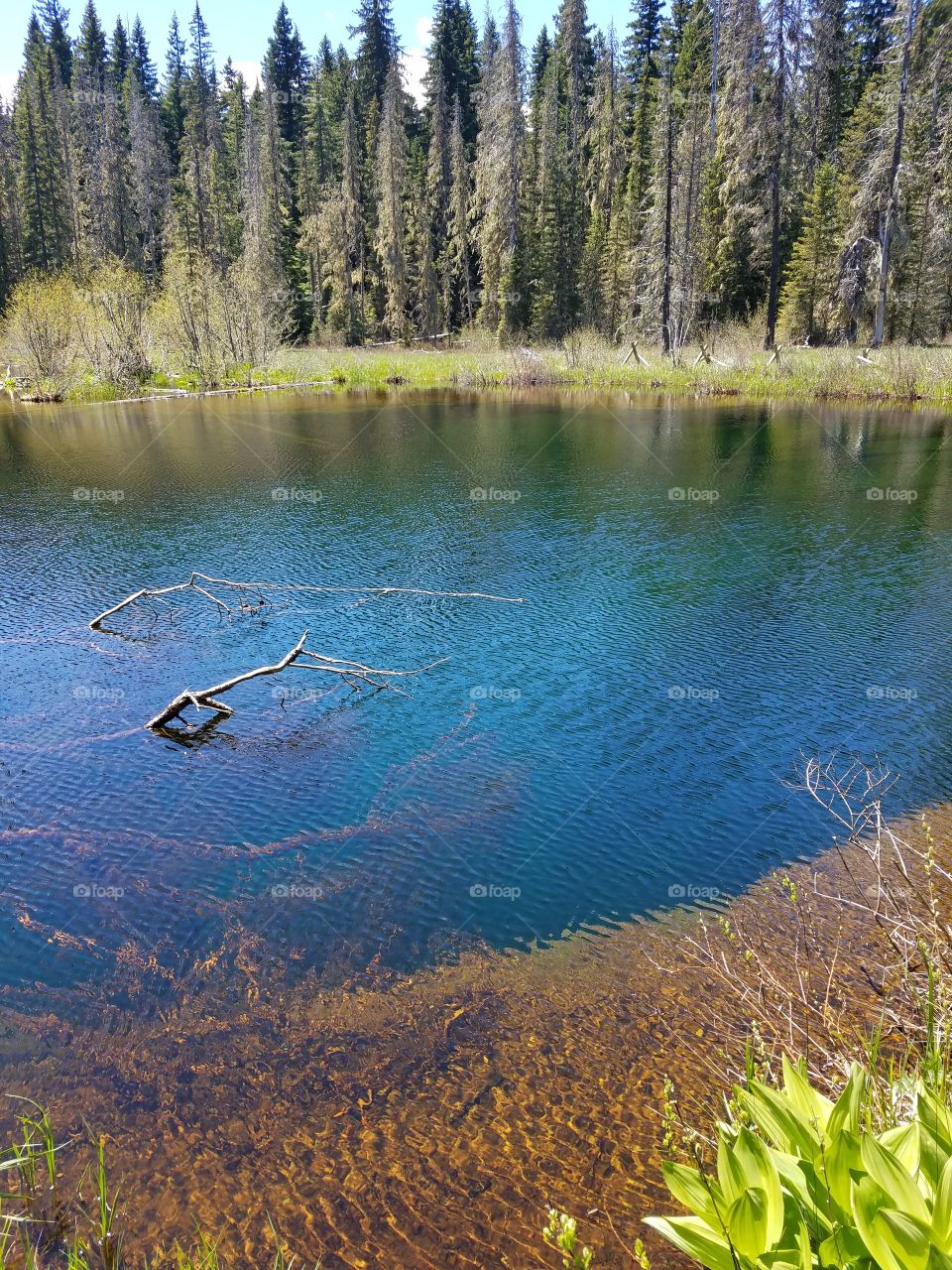 Wood, Water, No Person, Nature, Tree