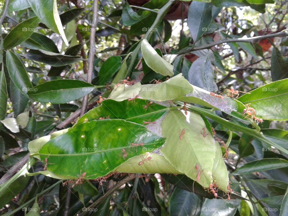 it s make a home for them