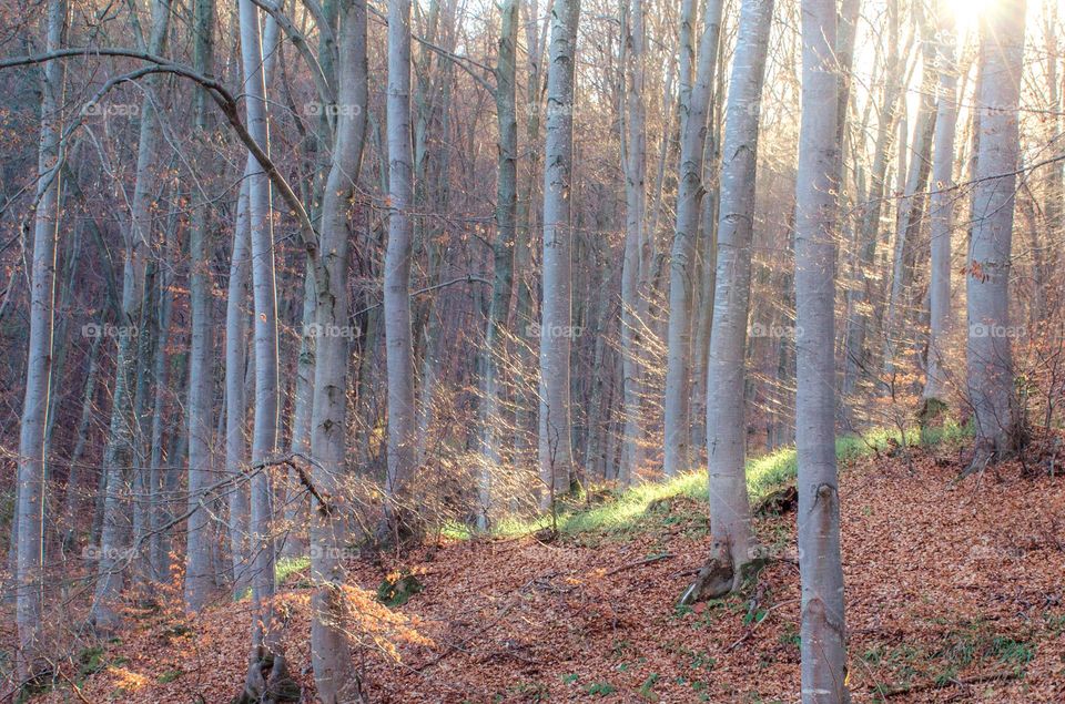 Beautiful Magic Forest, Rhodope Mountain, Bulgaria