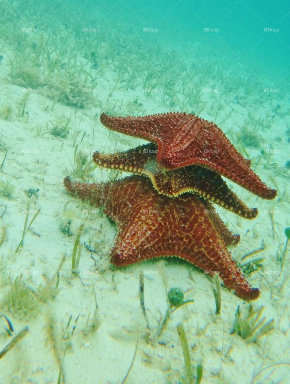 Stacked starfish under the ocean