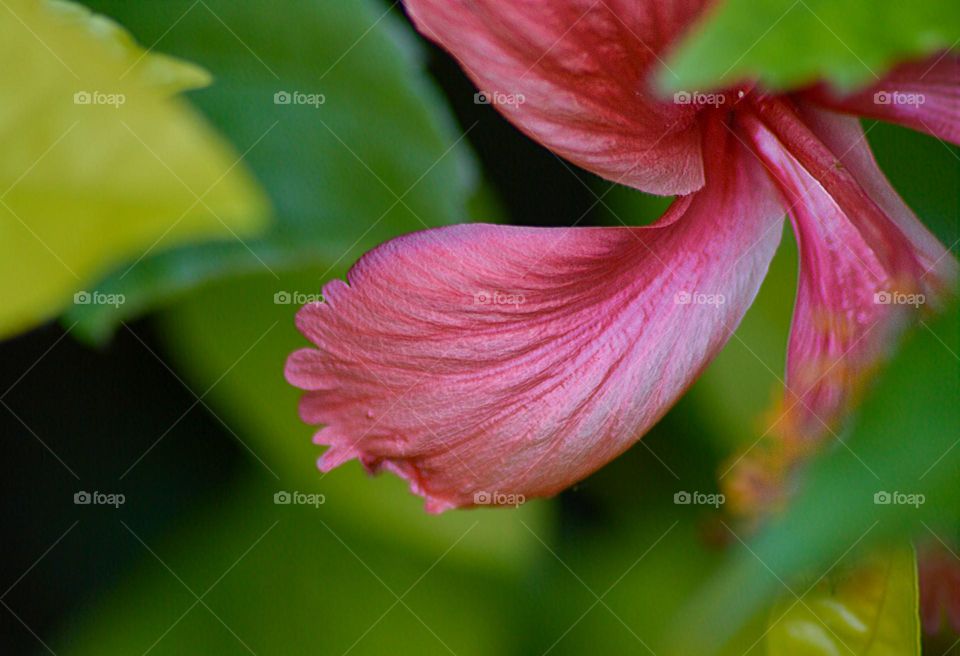 Pétala num sentido fractal no meu jardim