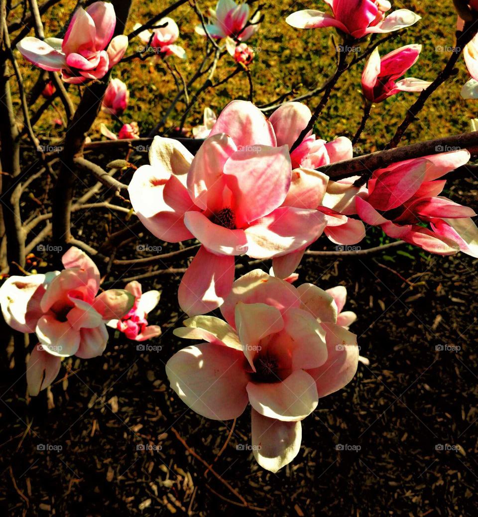 Flower, Nature, Flora, Leaf, Decoration