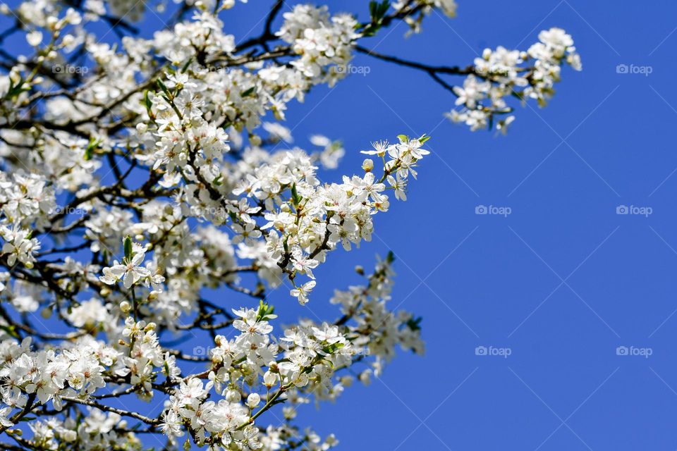 Spring flowers on a tree