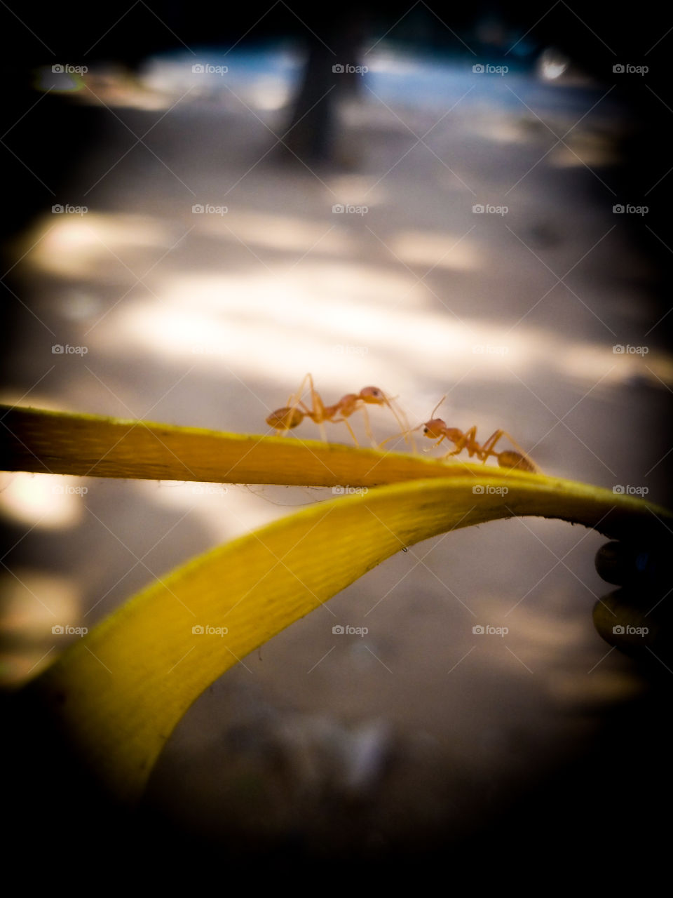 ants