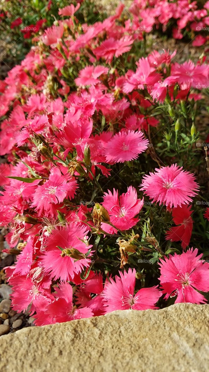 pink flowers