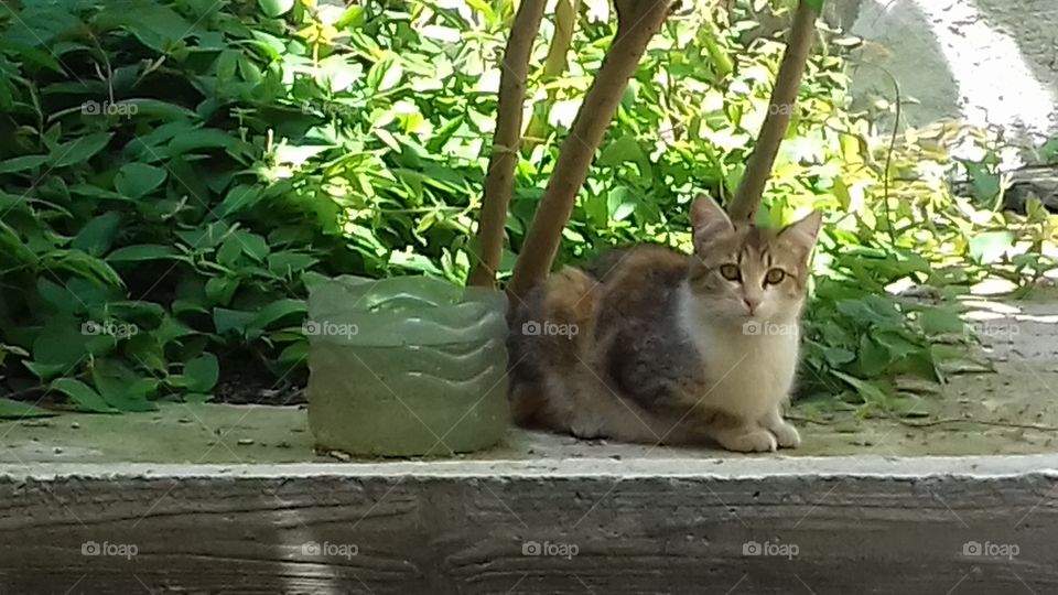 green plant in garden and cat under shadow