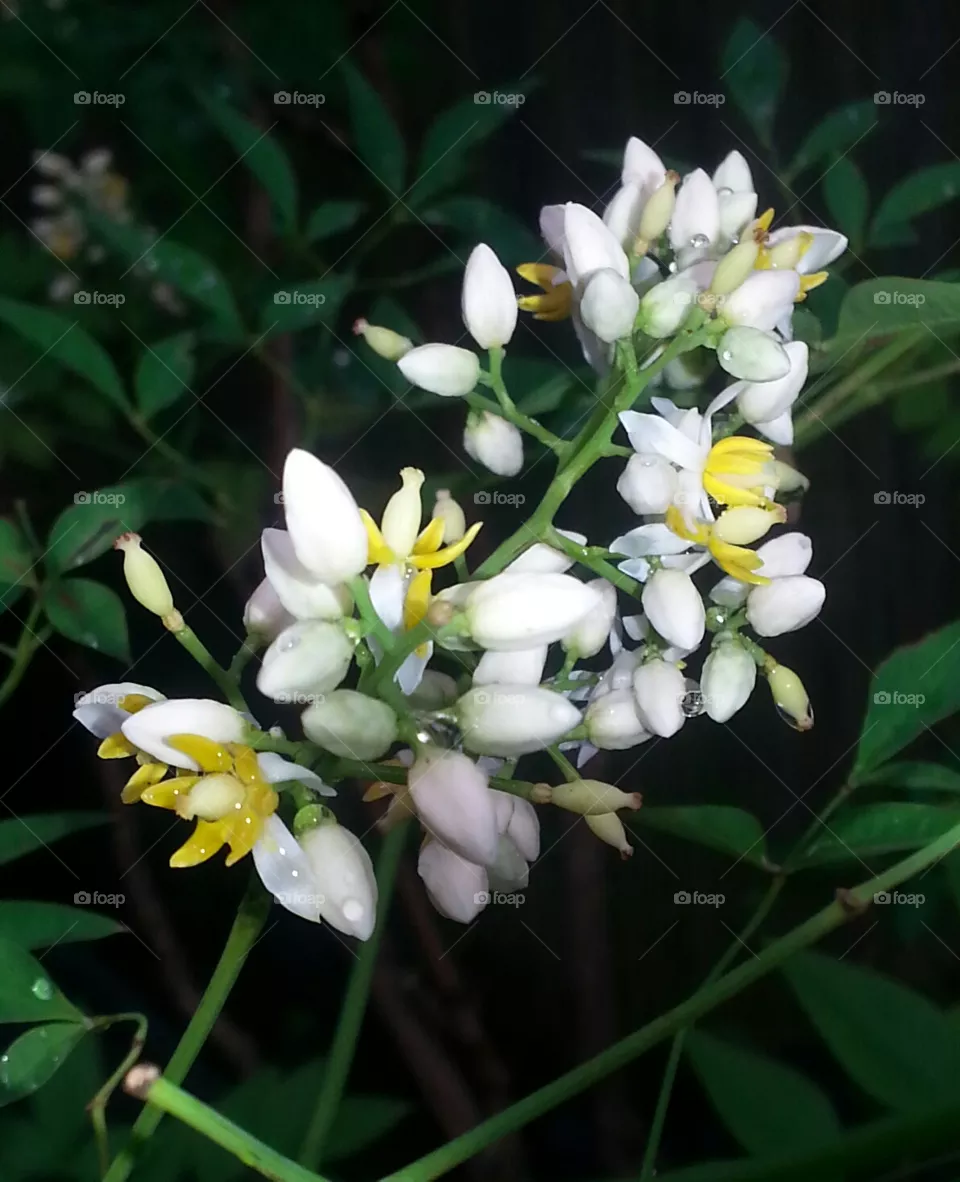 flowers