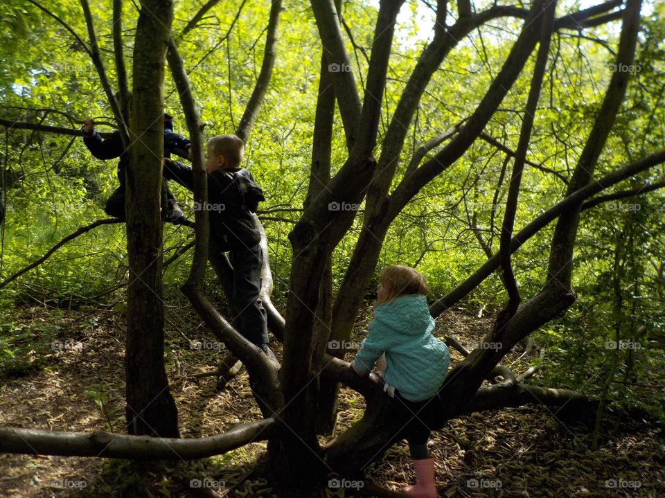 Climbing tree in forest school