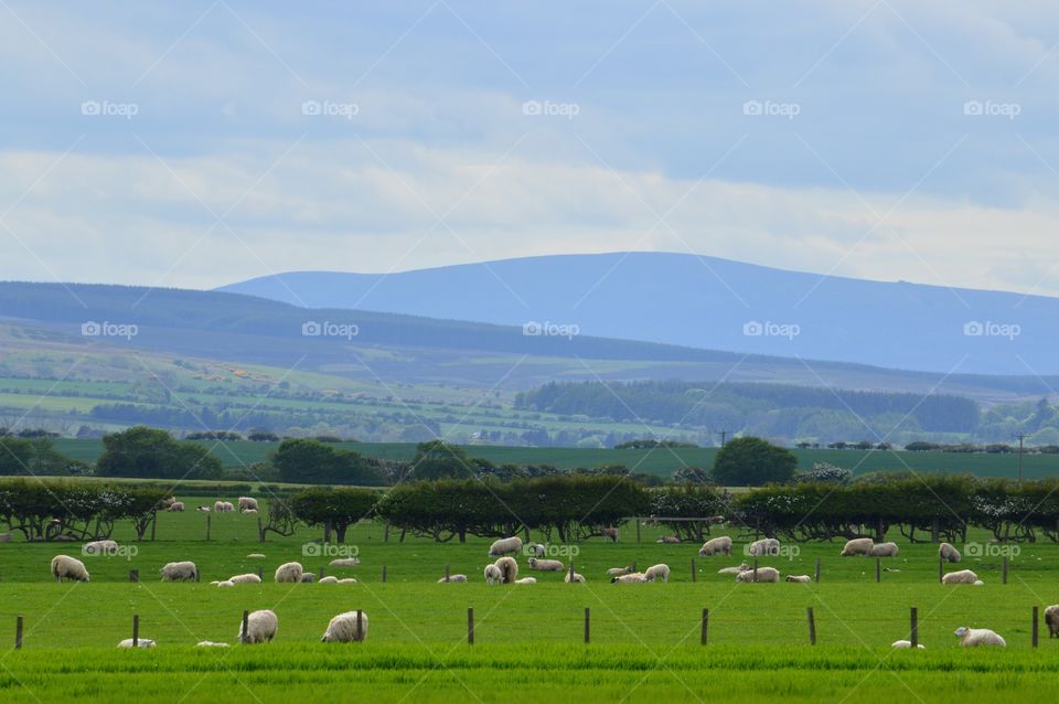 Green fields with Sheep and beautiful Cheviot Hills in Northumberland in the distance 