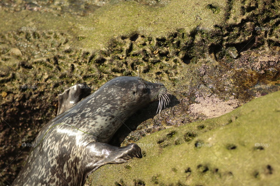 Seal pup