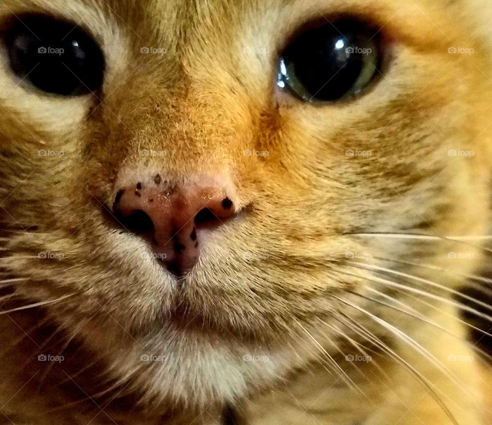 Eldery orange tabby cat, close up.