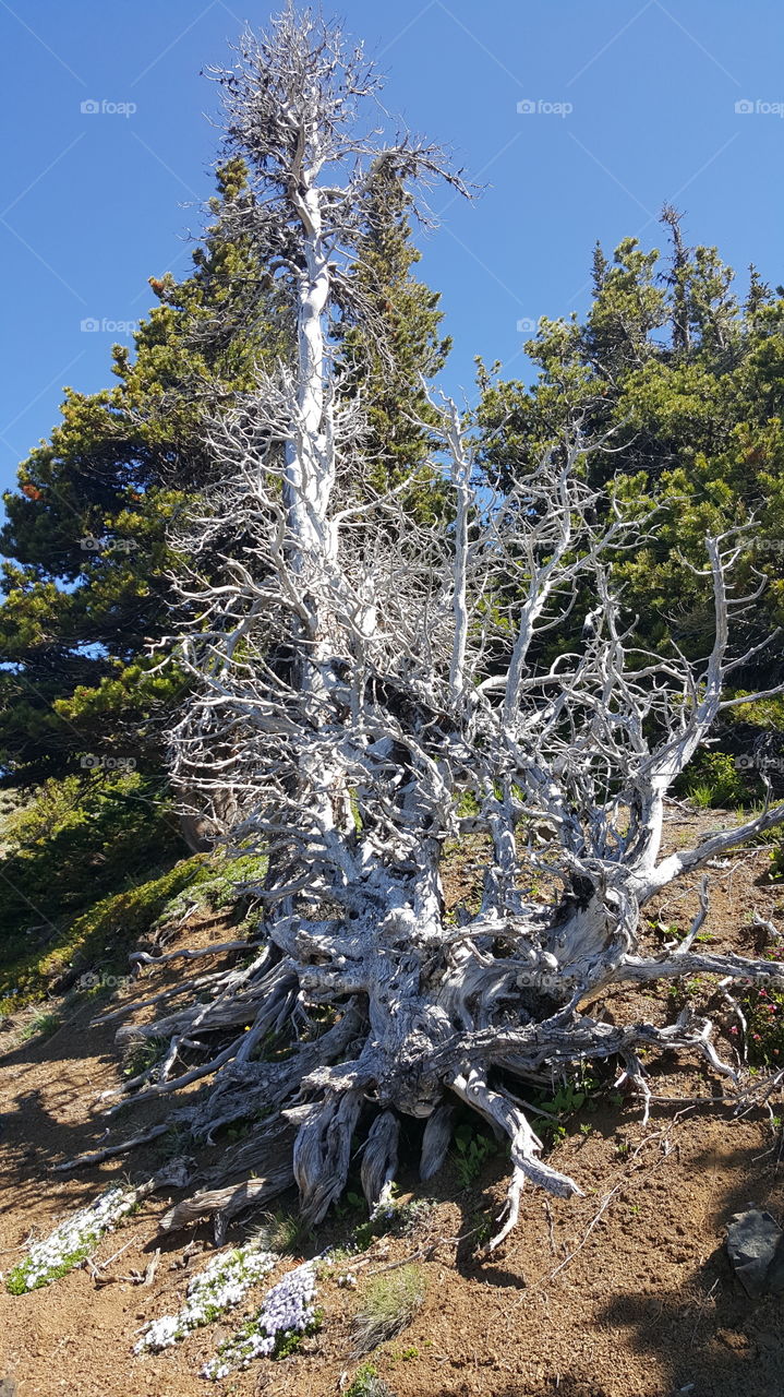 Dead White Tree