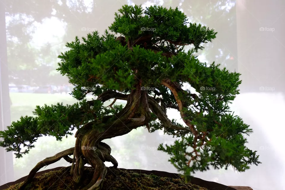 Bonsai
