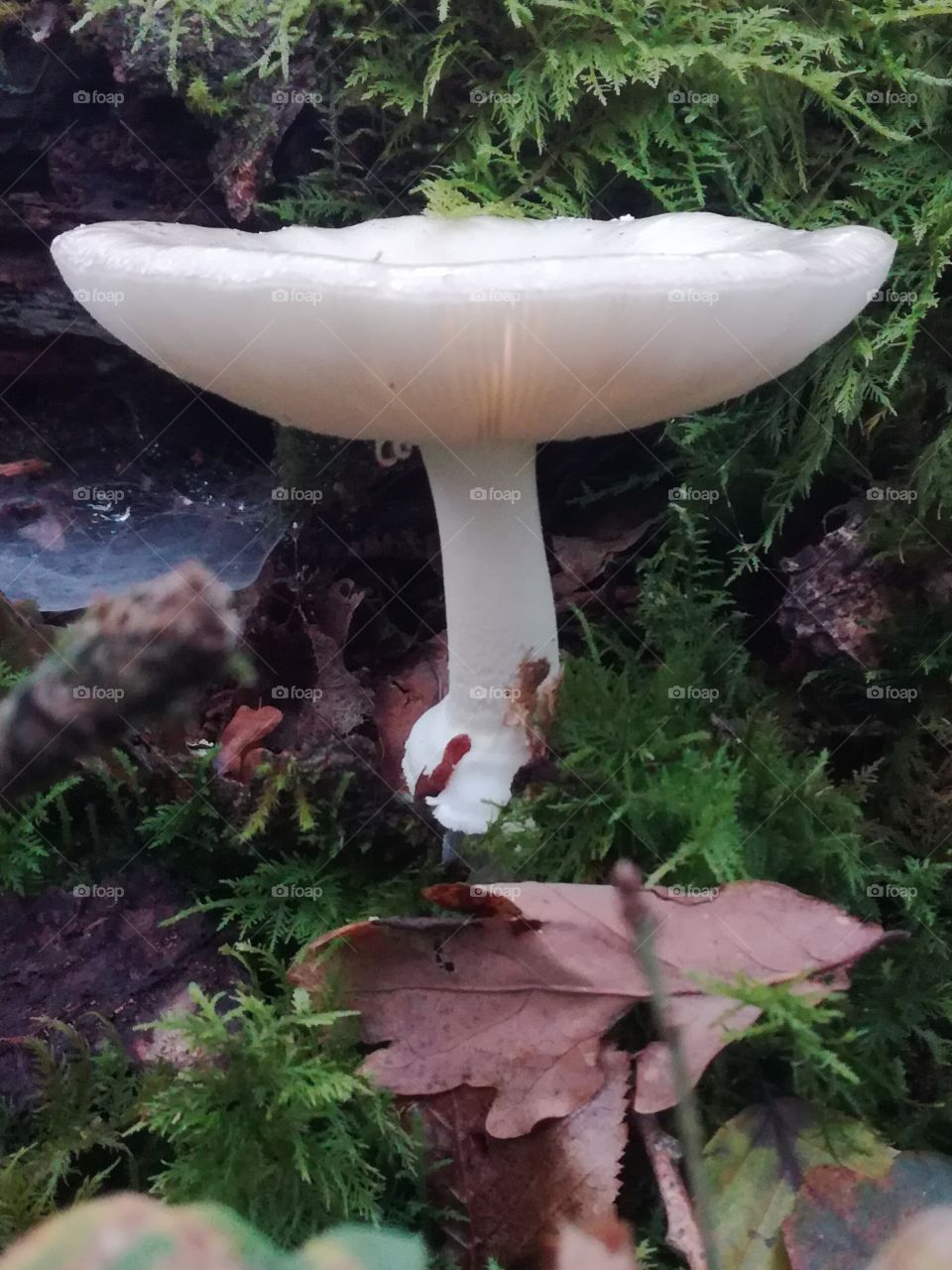mushroom
