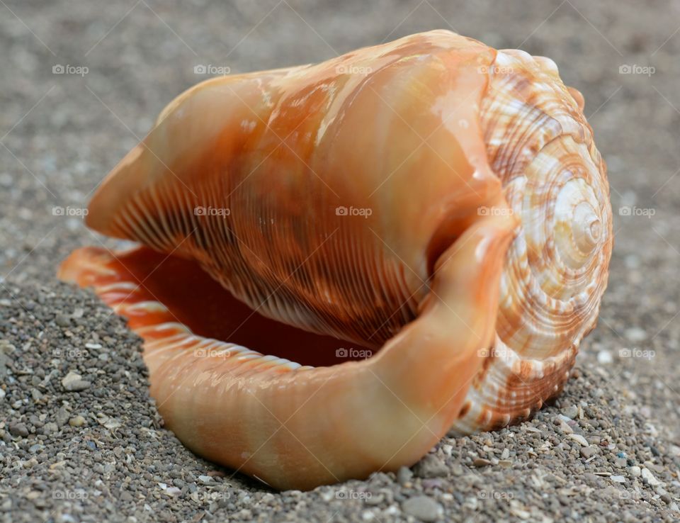 Conch shell on sand