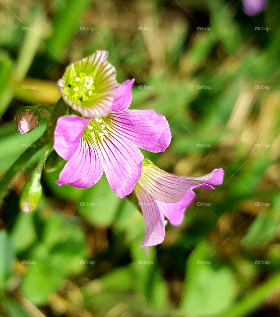 Nature, Flower, Summer, No Person, Flora