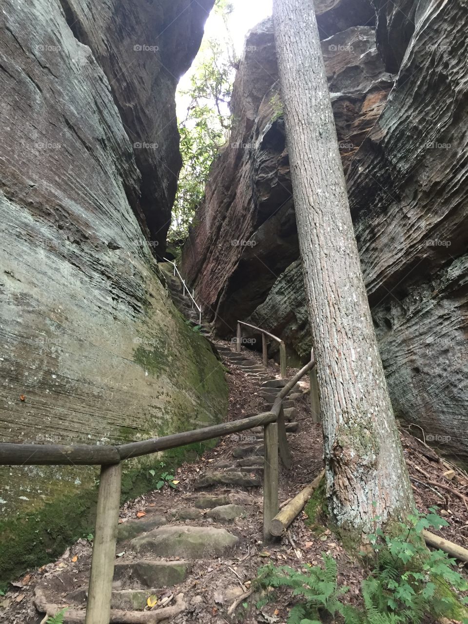 A flight of stairs carved into stone winding up between two rock faces. Fascinating geology in Kentucky's Natural Bridge State Park. This feature is called Devil's Gulch.