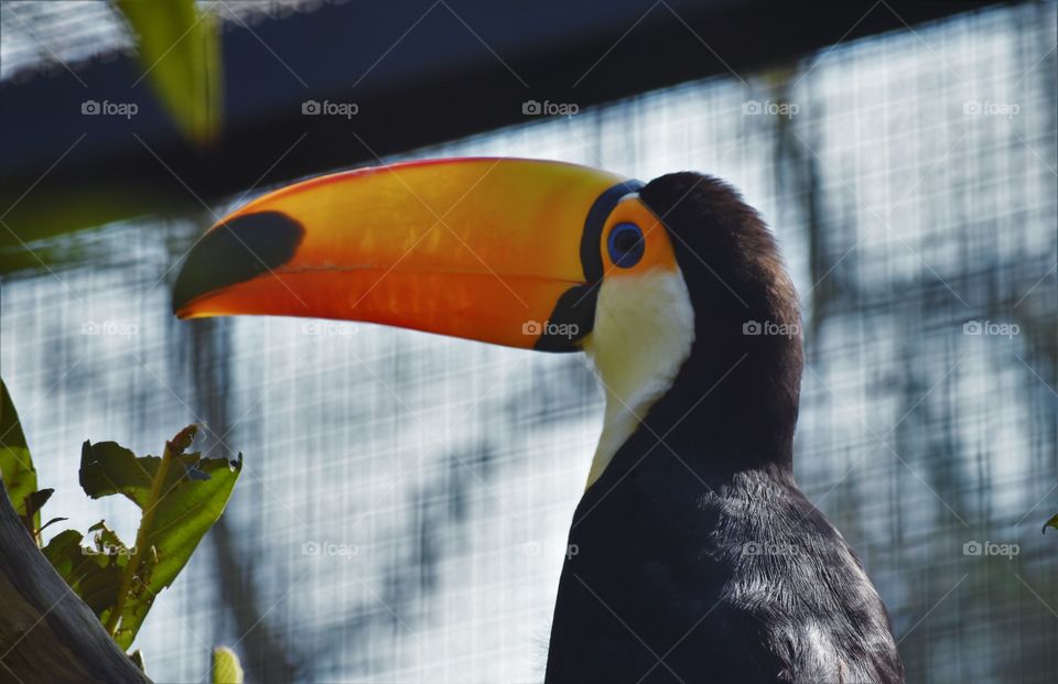 Toucan 