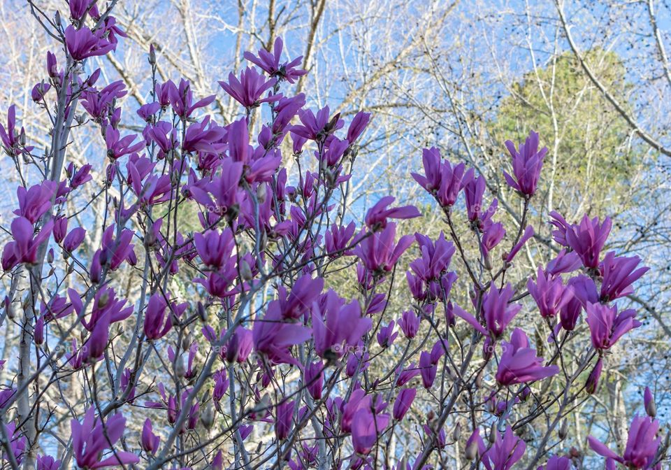 Jane Magnolia tree in bloom