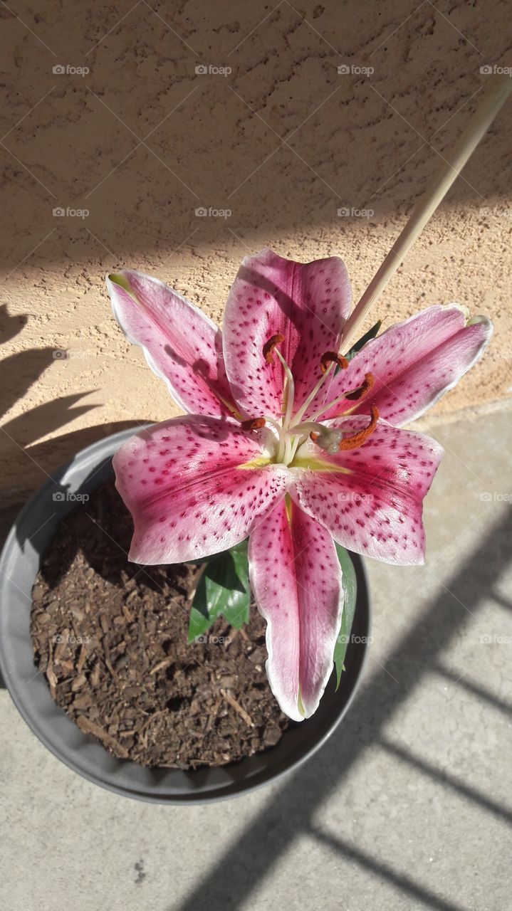 Oriental Stargazer Lily Flower
