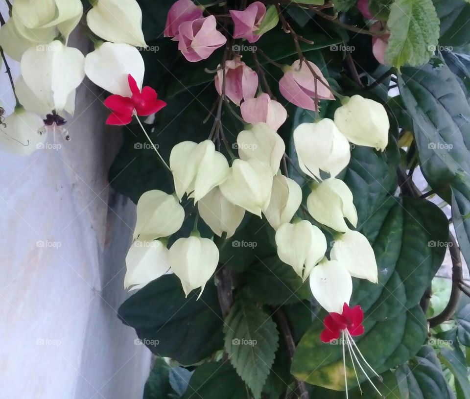 Fuchsia flower. Beautiful And delicate.  White and red