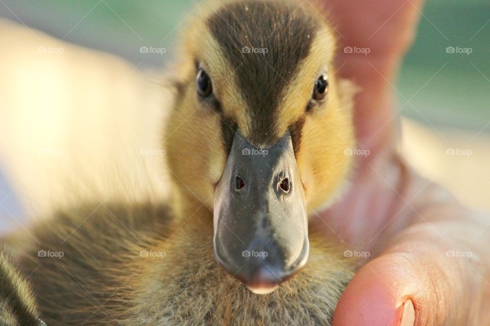 duckling