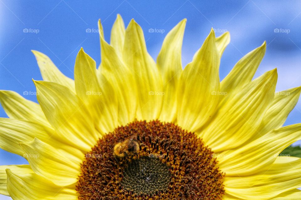A bumble bee collecting pollen on a large, bright yellow sunflower.