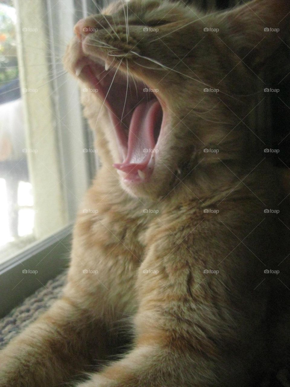 Yawning monster 