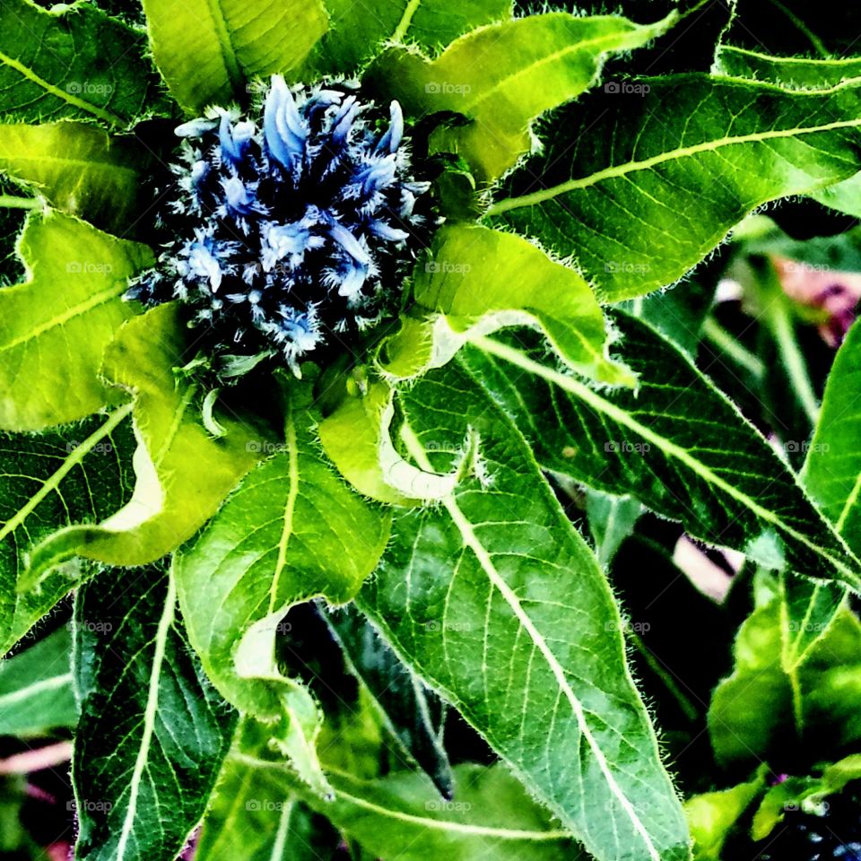 Blue Flower Buds