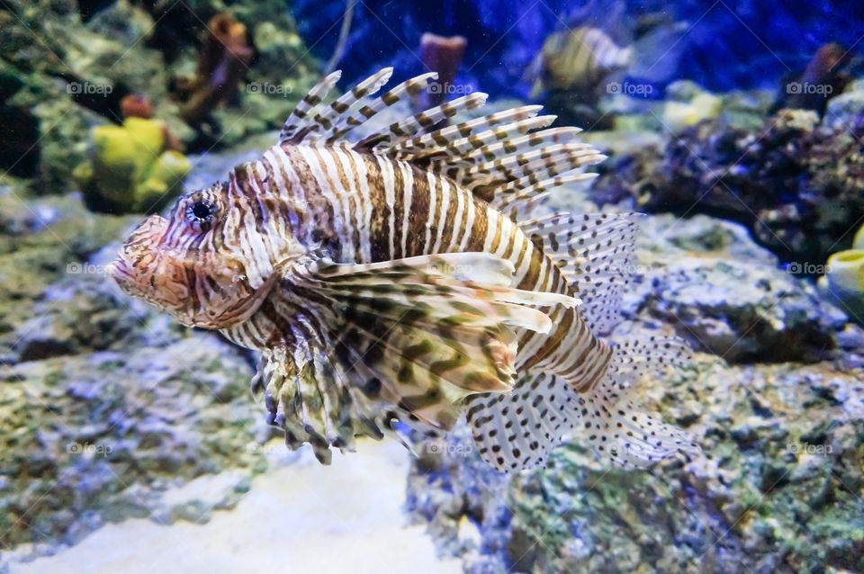 Fish in the aquarium 